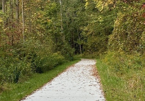 a road in the middle of a trail in the woods
