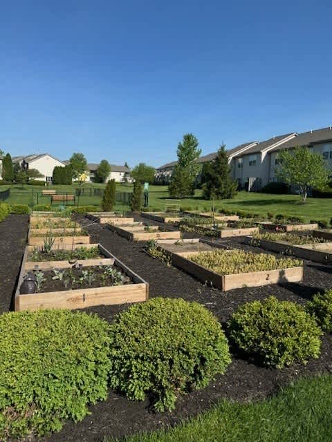 A garden with rows of plants and shrubs.