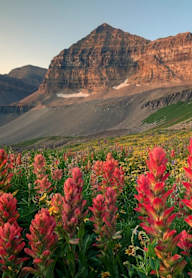 A field of red flowers at Vaseo Townhomes, Lehi, 84043