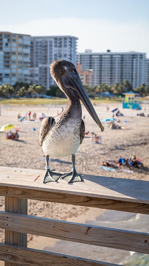 Seagull on railing at beach Eagles Pointe in Pompano Beach Florida at Eagle Pointe, Pompano Beach, FL