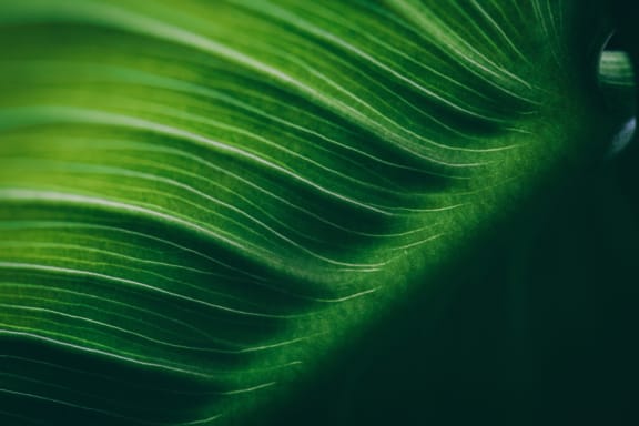 Leaf at Liza Apartments, Seattle, Washington, 98102