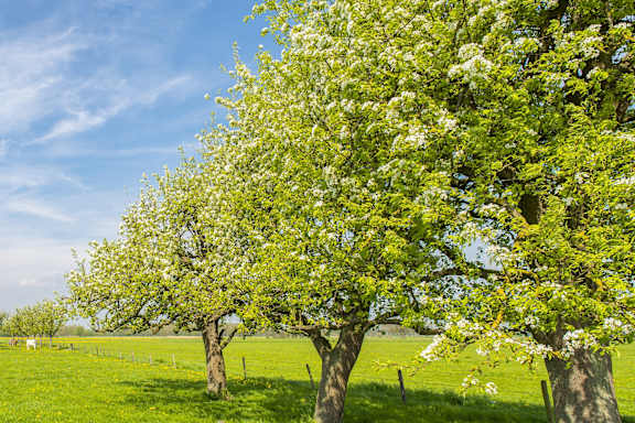 A row of trees in a field with white blossoms at Meadows at Capitol Heights, Capitol Heights, MD