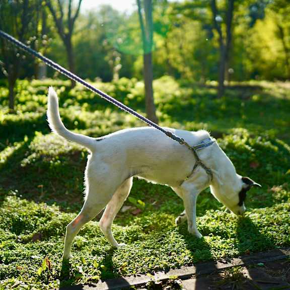 A white dog is walking on a leash in a grassy area.