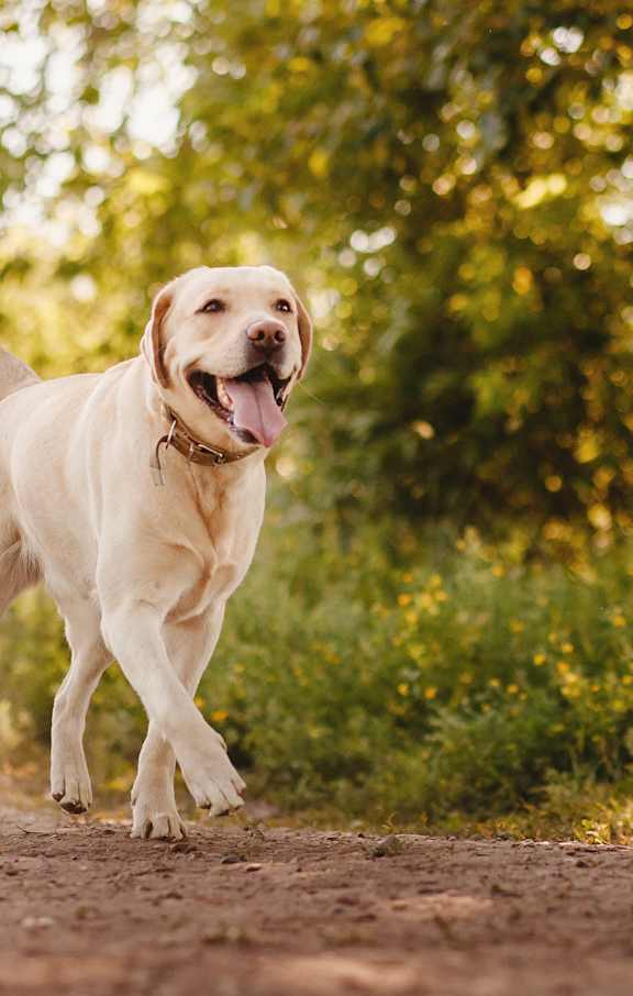 A happy Labrador Retriever is walking on a dirt path in a sunny outdoor setting.