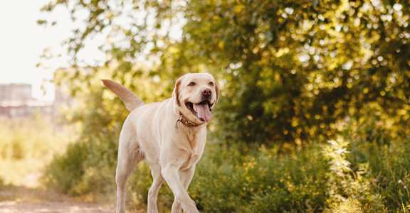 a yellow labrador retriever dog walking down a dirt road