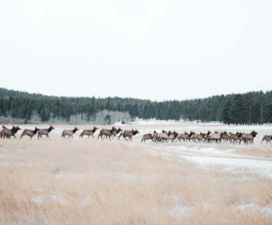 A herd of moose walking across a field at Silverbrook Apartments Apartments, Ridgeland, MT