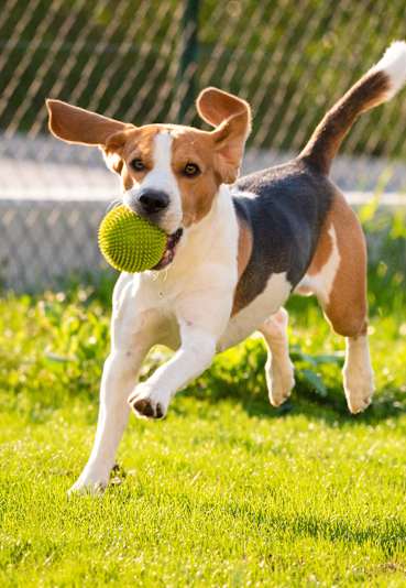 A dog is running with a green ball in its mouth.