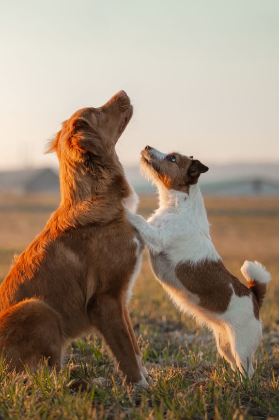 two dogs playing with each other in a field