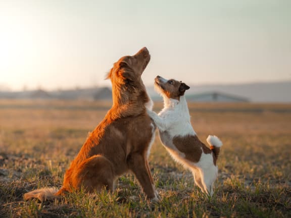 two dogs playing with each other in a field