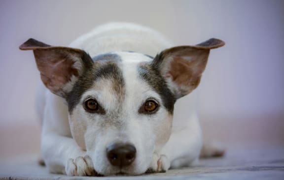 a brown and white dog laying on a rug next to a window