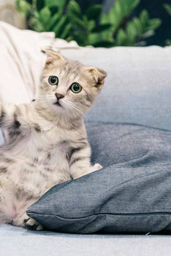a cat sitting on a couch with its paw on a pillow