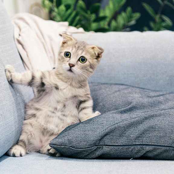 A small kitten with striped fur is sitting on a grey couch.