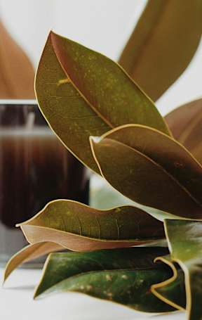 A glass container with a brown liquid surrounded by leaves.