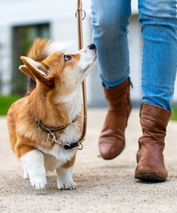 a small dog is being walked by a person with a leash