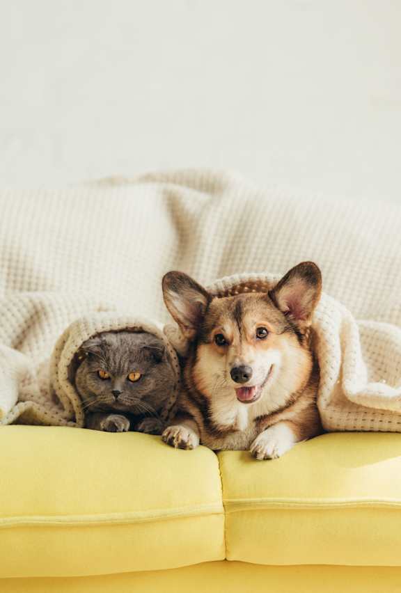 A cat and a dog are sitting on a yellow couch under a white blanket.