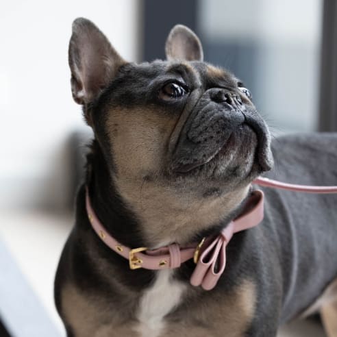 a small black dog wearing a pink collar and looking up