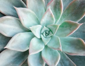 a succulent plant with a blue and green flower
