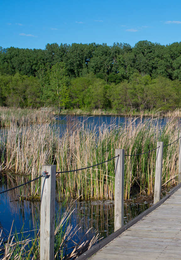 A wooden boardwalk leads through a marshy area.