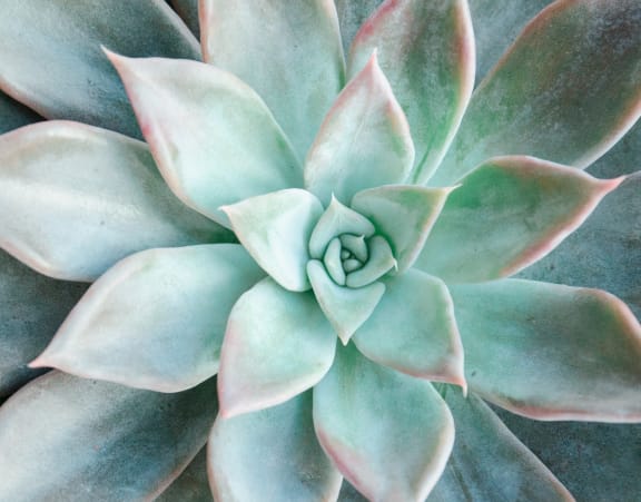 Succulent plant