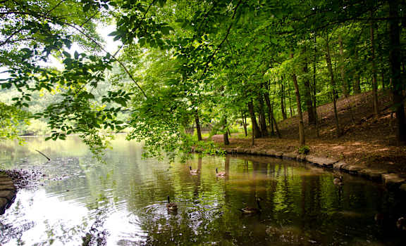 a lake with ducks swimming in it surrounded by trees