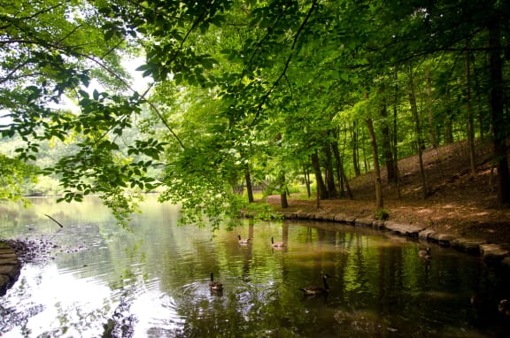 a lake with ducks swimming in it surrounded by trees