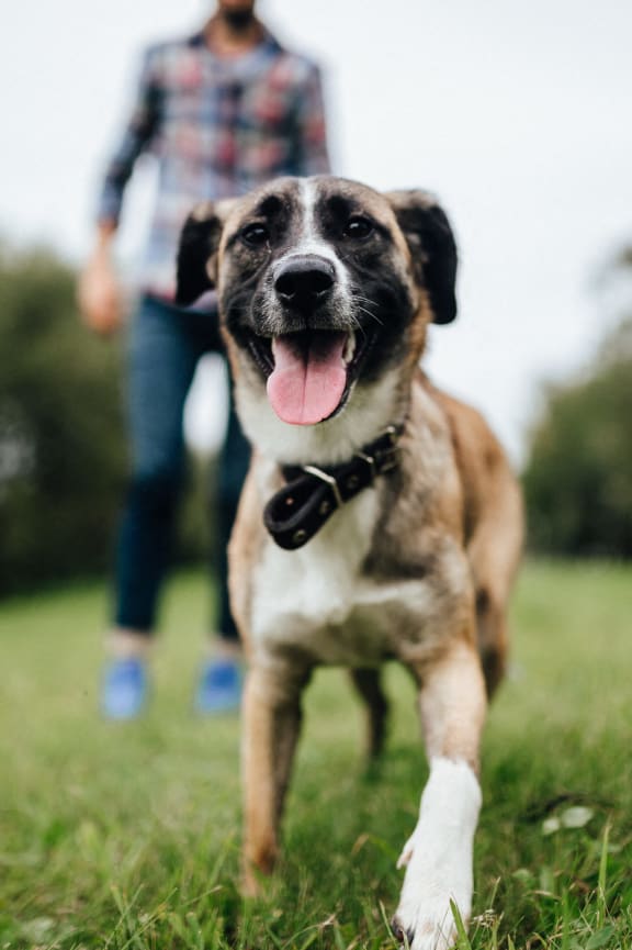 Pet Area at Waikele Towers in Waipahu, HI 96797