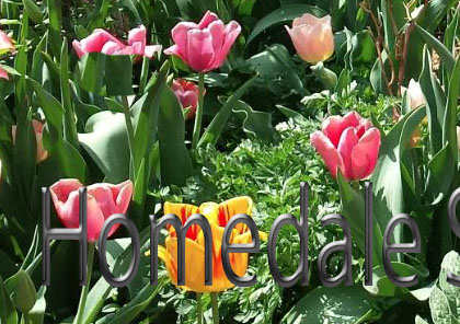 Image of plants and flowers
