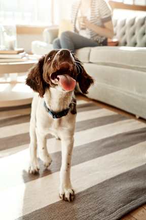 A dog with a black and white coat is standing on a rug in a living room.