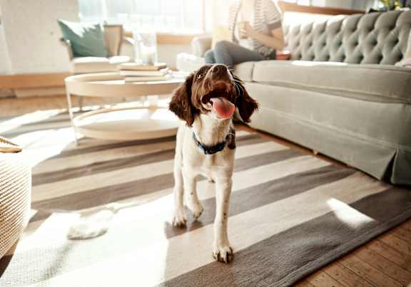 Dog in a living room at Eastover Commons Residential, Jackson, MS 39216