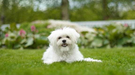 a small white dog laying in the grass
