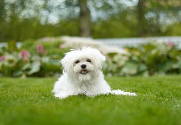 A small white dog at Hammarlee House Apartments, Glen Burnie, MD, 21060