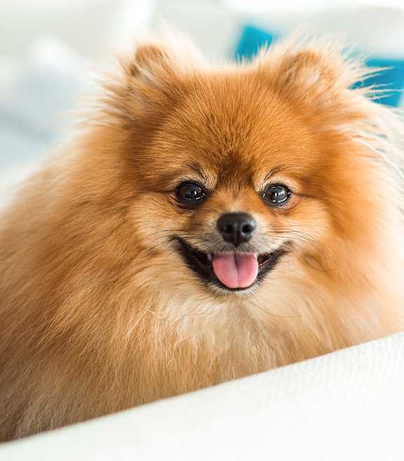 A fluffy brown dog with its tongue out is sitting on a white couch.