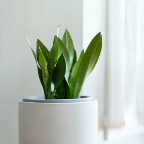 Stock photo of plant
