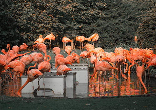 a flock of pink flamingos standing in the water