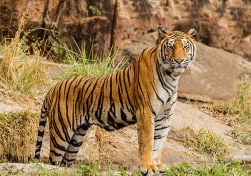 a tiger is standing in the grass near a rock