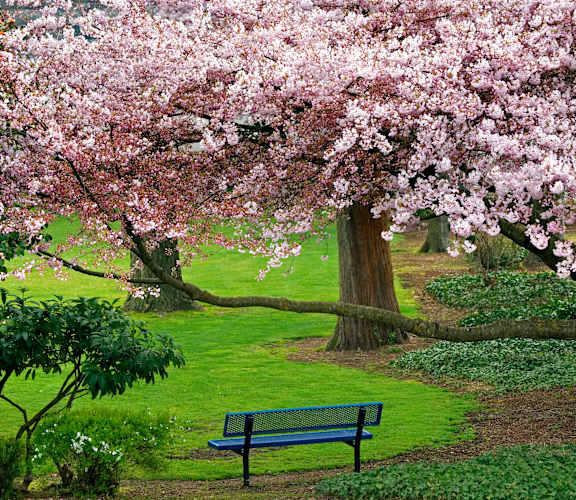 Cherry blossoms trees at Perryman Station Apartments, Aberdeen, MD, 21001