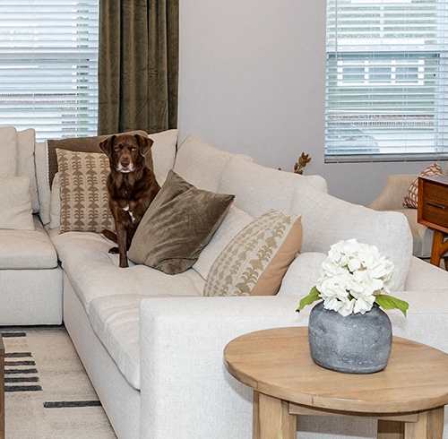 Dog sitting on the couch at Highland Village, Pennsylvania
