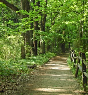 Picture of a walking path through the woods in Indiana