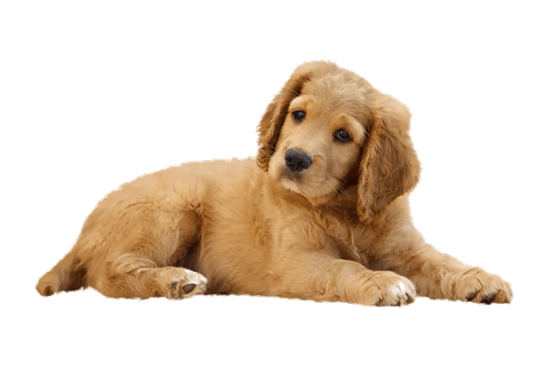 a golden retriever puppy isolated on a green background