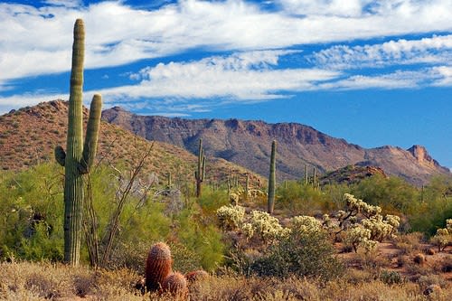 a view of the desert with saguaro cactus and mountains