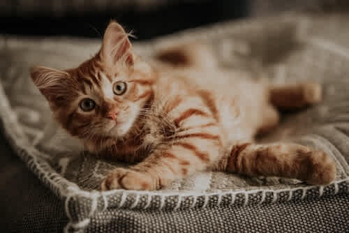A small orange and white kitten is lying on a grey textured blanket.