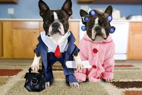 two dogs in costumes standing next to each other