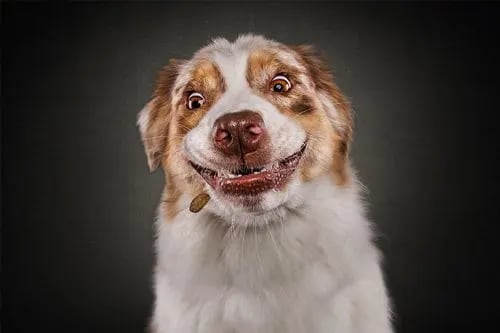 a brown and white dog with a smile on its face