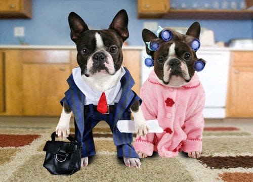 two dogs in costumes sitting on the floor