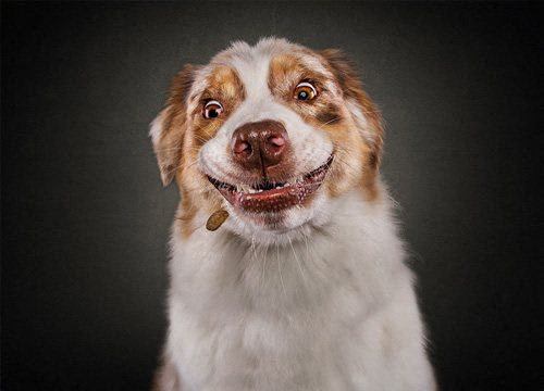 a brown and white dog with a smile on its face