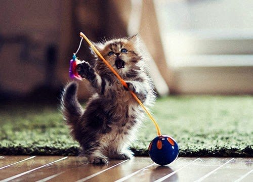 a small kitten playing with a toy