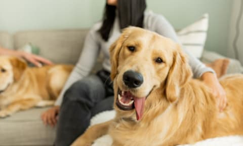 Pet-Friendly Apartments at Marquee Square Apartments in Seminole Heights Tampa FL