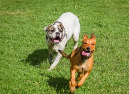 two dogs running together in the grass at Village of Chandler, Arizona