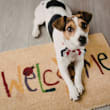 A dog is standing on a doormat that says "welcome".