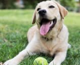 Dog at Flats of Forestville, Forestville